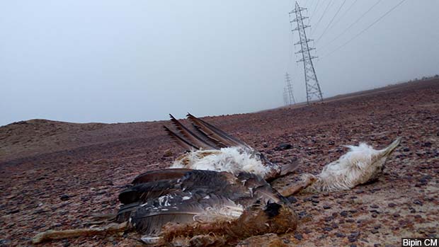 GIB killed by powerline on 28_12_17 Bipin CM_620