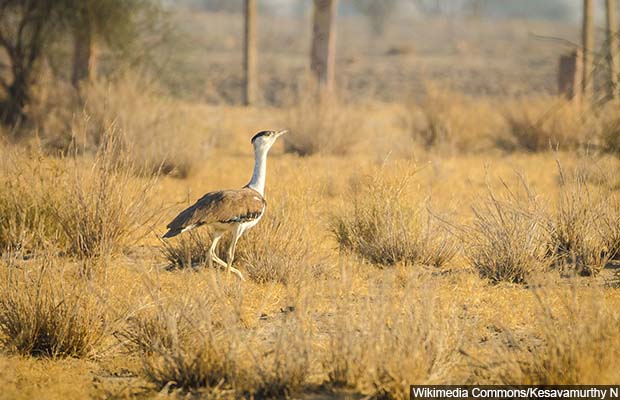 Great_Indian_Bustard_from_DNP_620