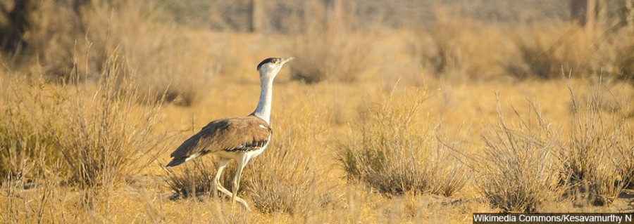 Great_Indian_Bustard_from_DNP_960