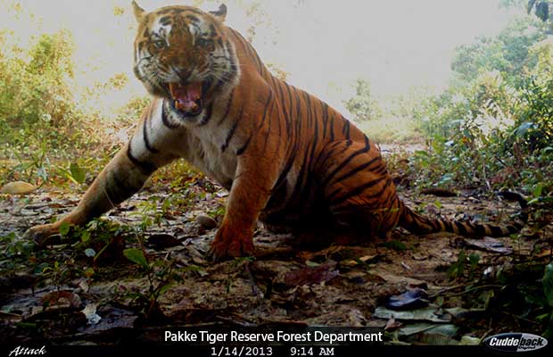 Pakke Tiger Reserve Forest Department_620