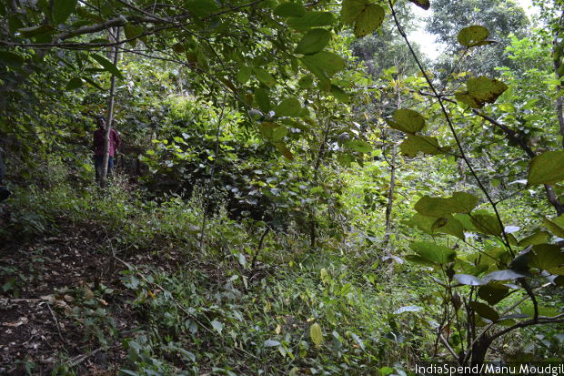 biodiversity_620