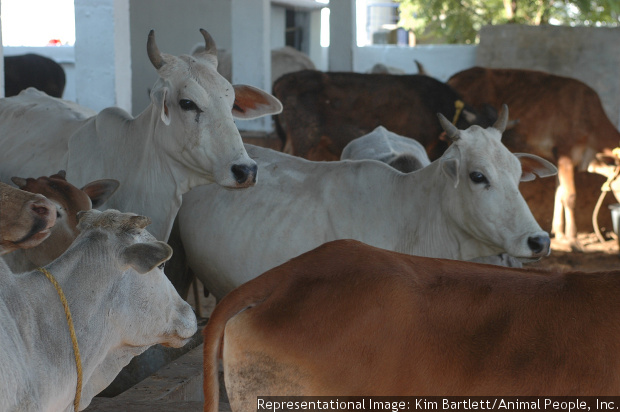 cow_620