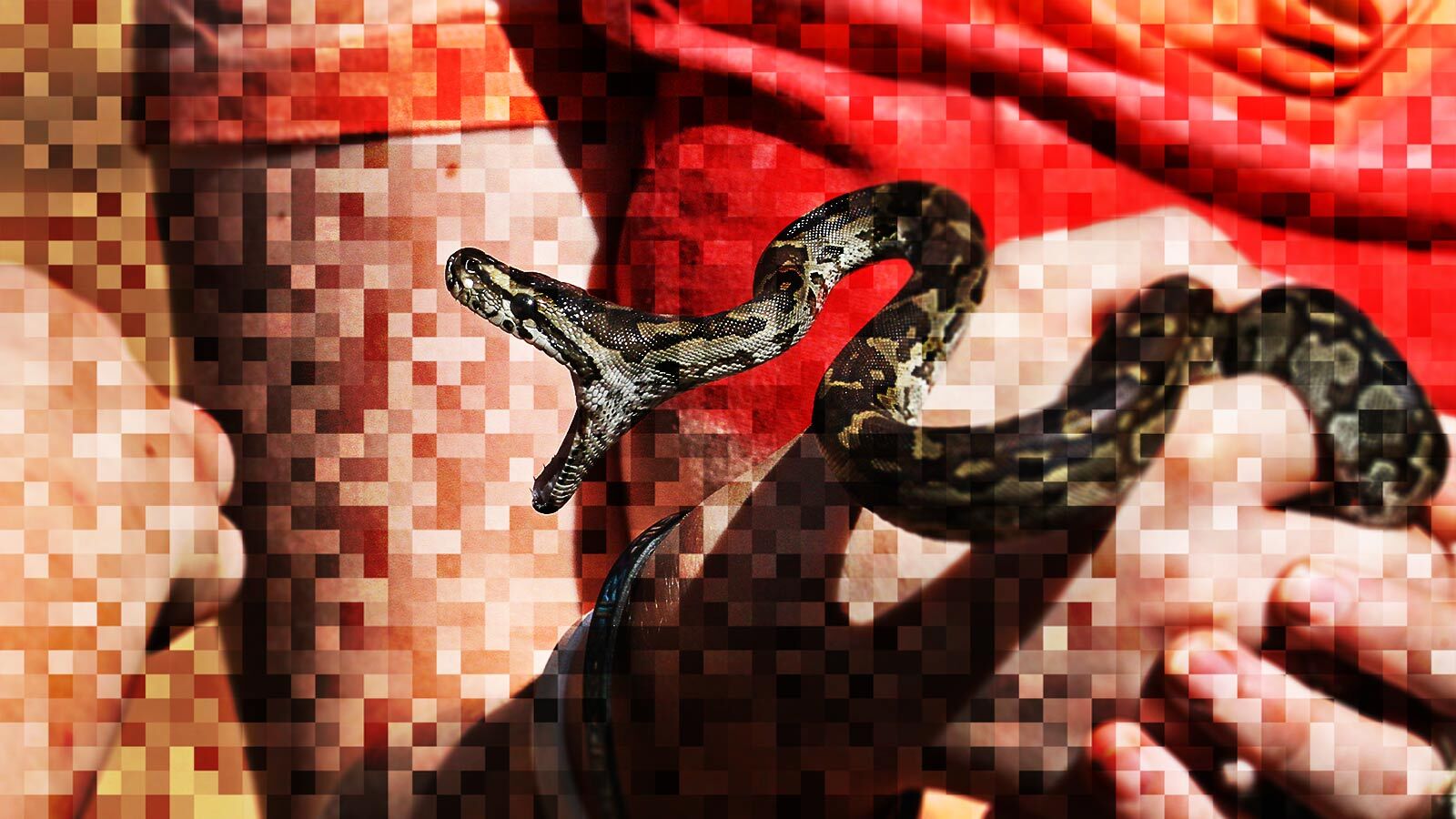 Snakebite - India Snakebite - India