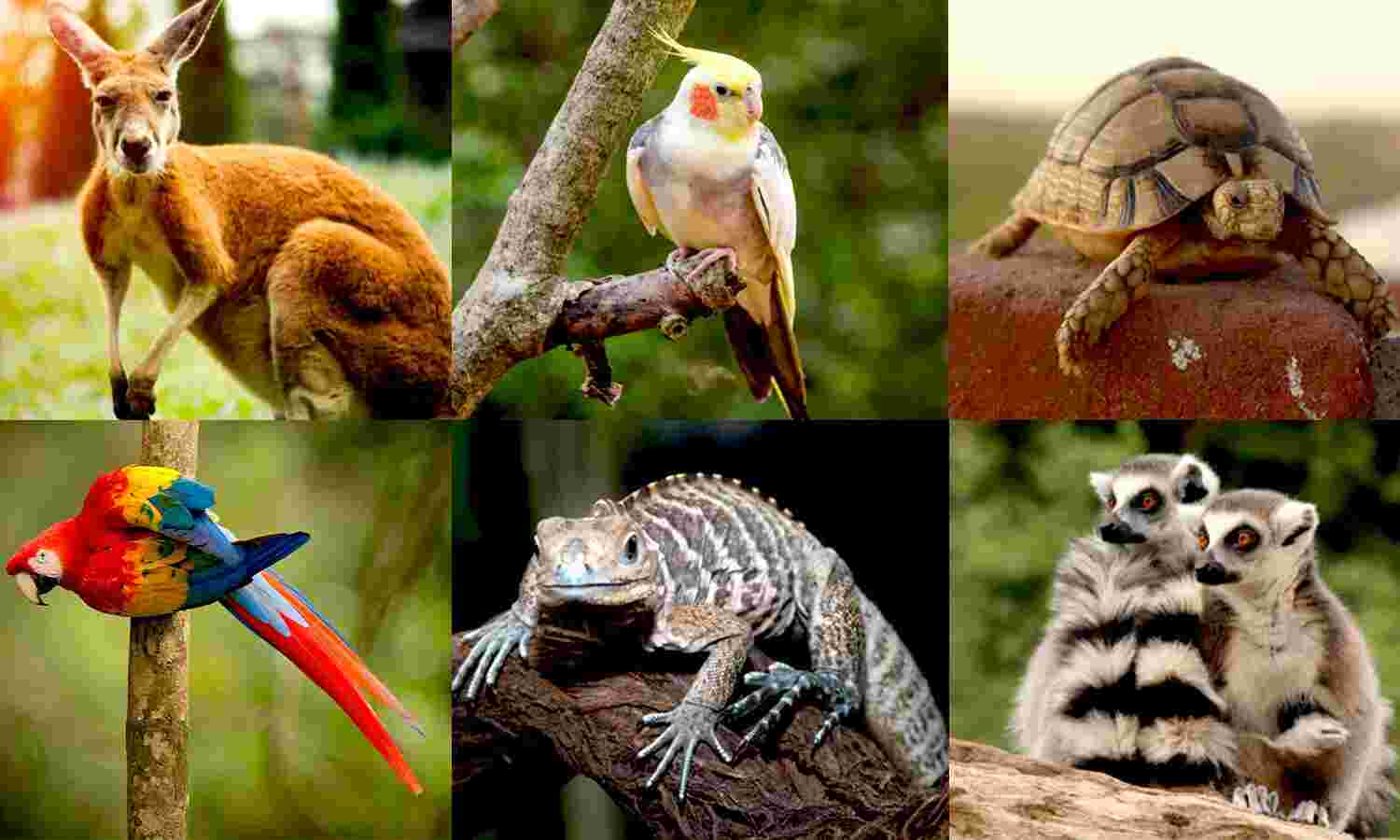 32,000 Indians Say They Possess Exotic Animals In Post-COVID Amnesty