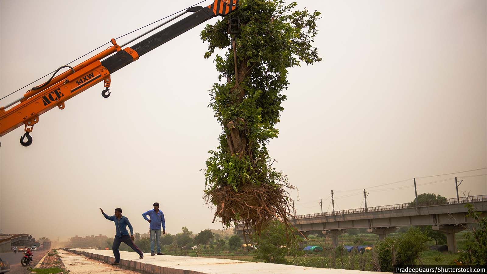 Why Tree Transplantation Can’t Make Up For Loss Of Green Cover Why Tree Transplantation Can’t Make Up For Loss Of Green Cover