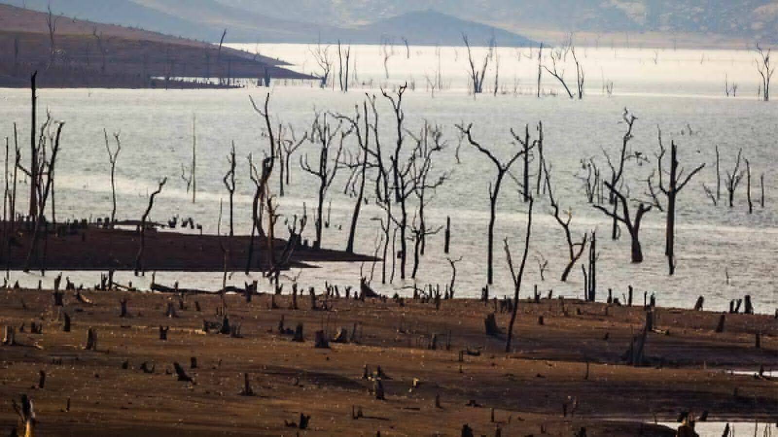 COP26: Why India Is Silent On Forests Despite Its Ambitious Climate Targets