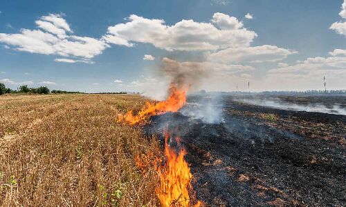 Stubble Burning Sends Crores Of Subsidies Up In Smoke Stubble Burning Sends Crores Of Subsidies Up In Smoke