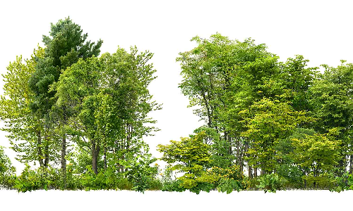 #DataViz: Government Says Indias Forests Grew But Better Data Needed To Understand How