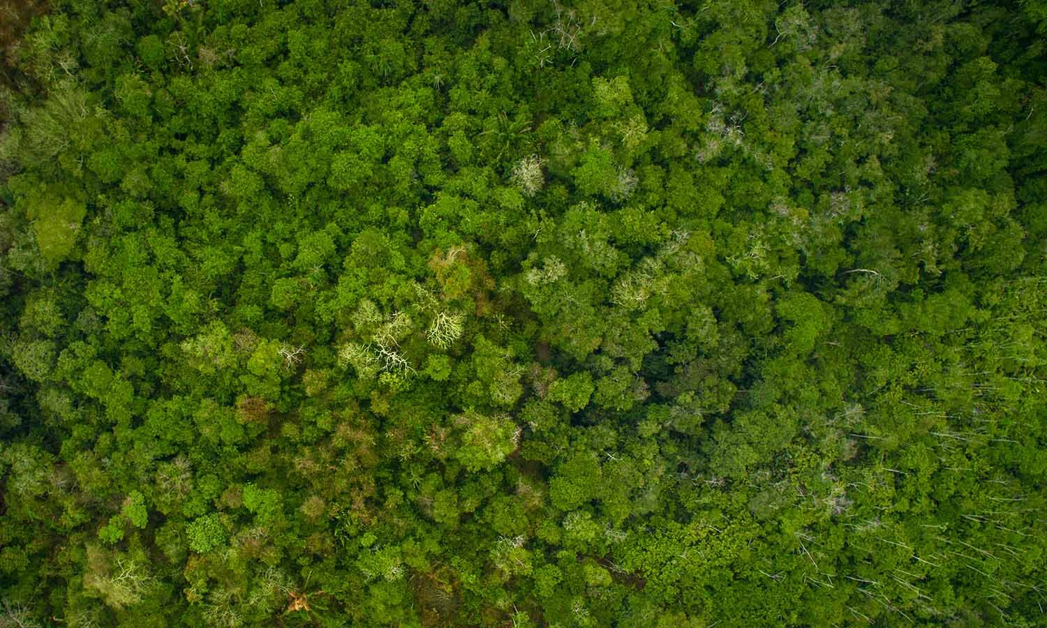 Biodiversity Act Amendments Shift Focus From Conservation To Commercial