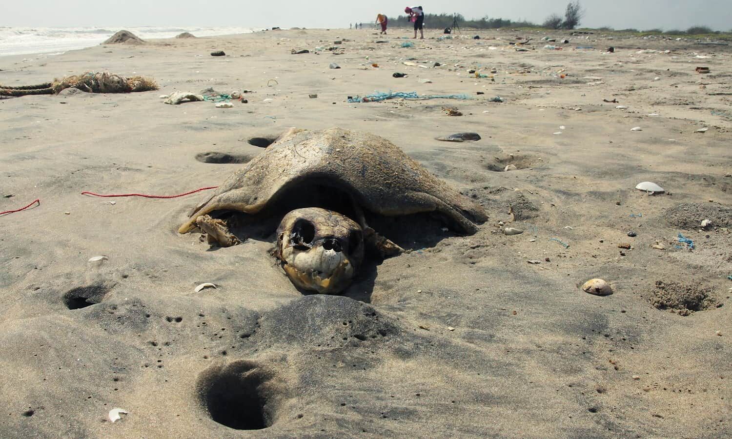 Biodiversity Collapse: Whats Foiling Indias Conservation Efforts? Biodiversity Collapse: Whats Foiling Indias Conservation Efforts?