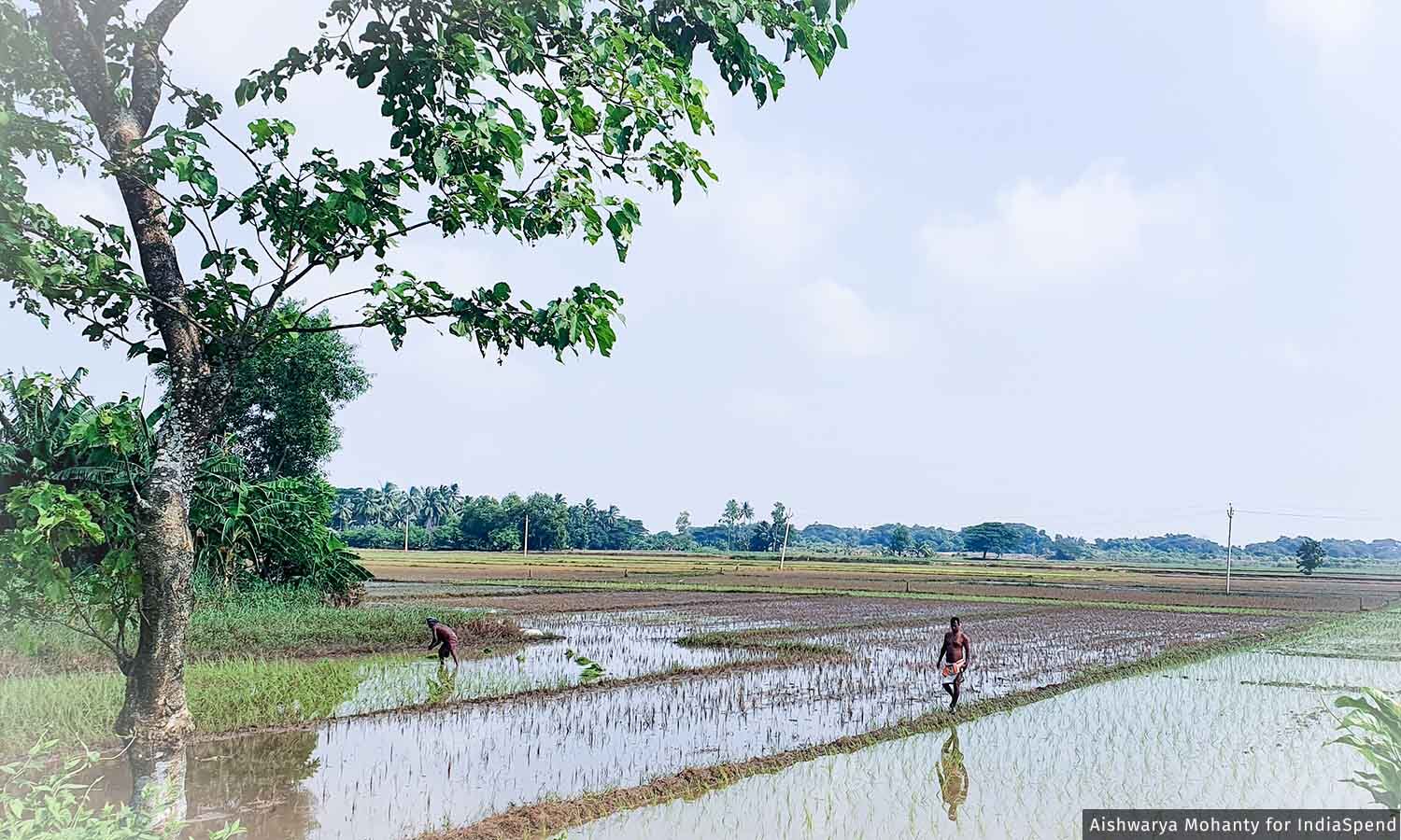 Repeated Floods, Cyclones Force Odisha Farmers To Migrate For Work Repeated Floods, Cyclones Force Odisha Farmers To Migrate For Work