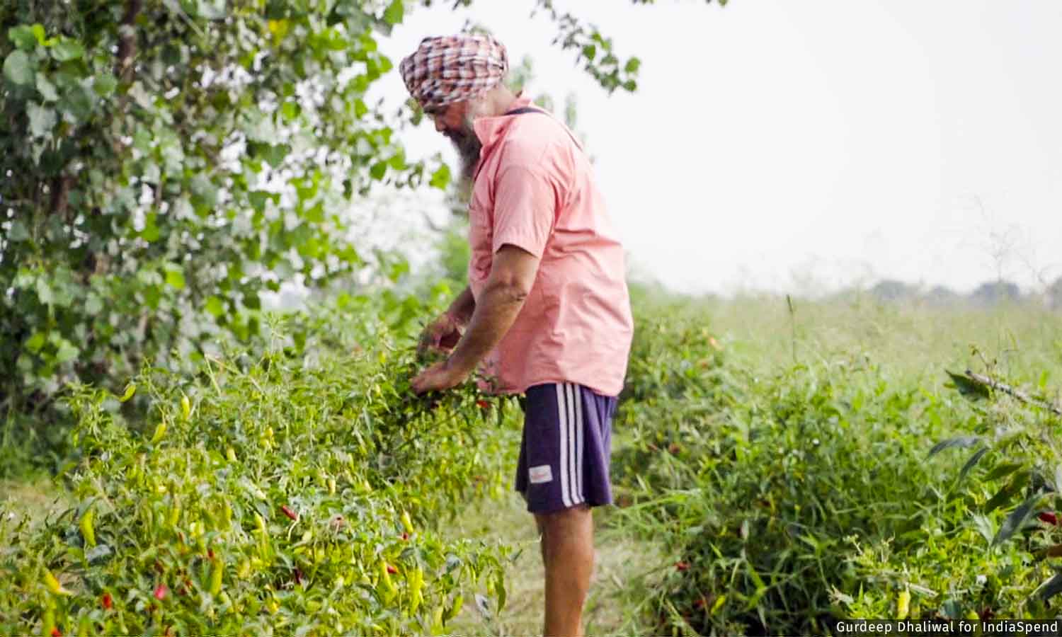 No Country For Organic: Why Punjab Finds It Hard To Quit Chemical Farming No Country For Organic: Why Punjab Finds It Hard To Quit Chemical Farming