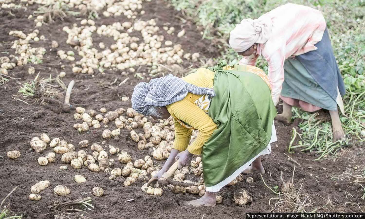 Why There Is A Fight Over The Potatoes Used To Make Lays Chips Why There Is A Fight Over The Potatoes Used To Make Lays Chips