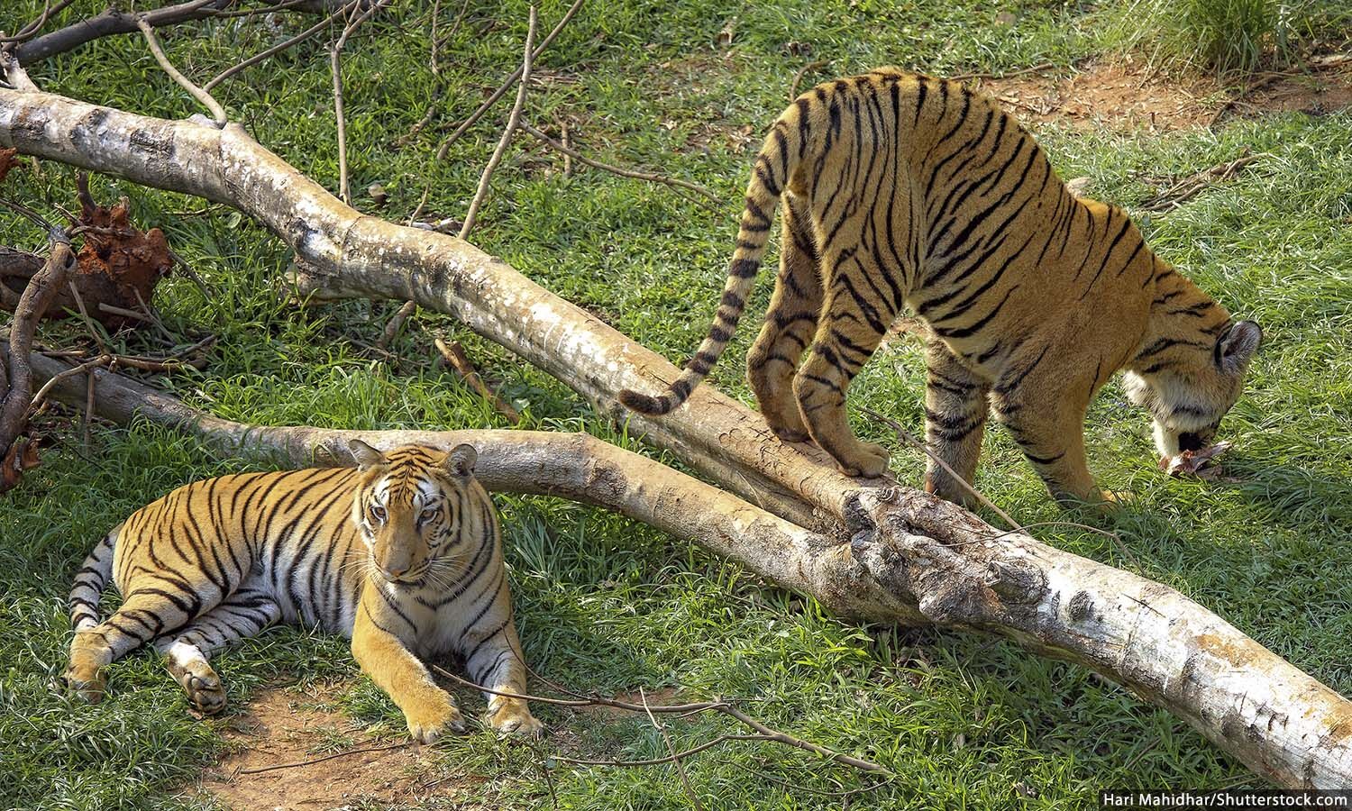 Tigers still roam wild in these 13 tiger-range countries