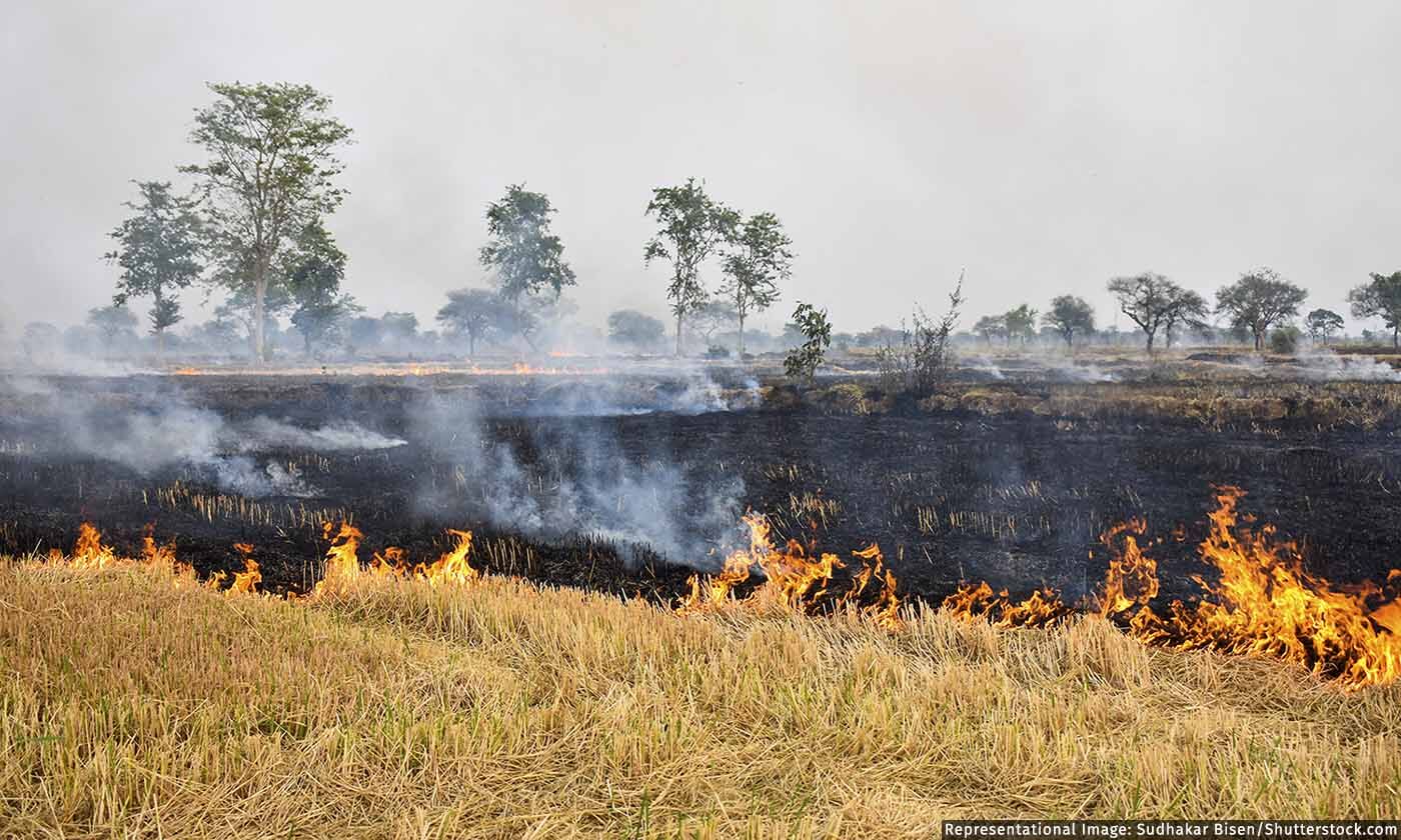30 Drop In Punjab Stubble Burning Incidents In 2022 How Reliable Are