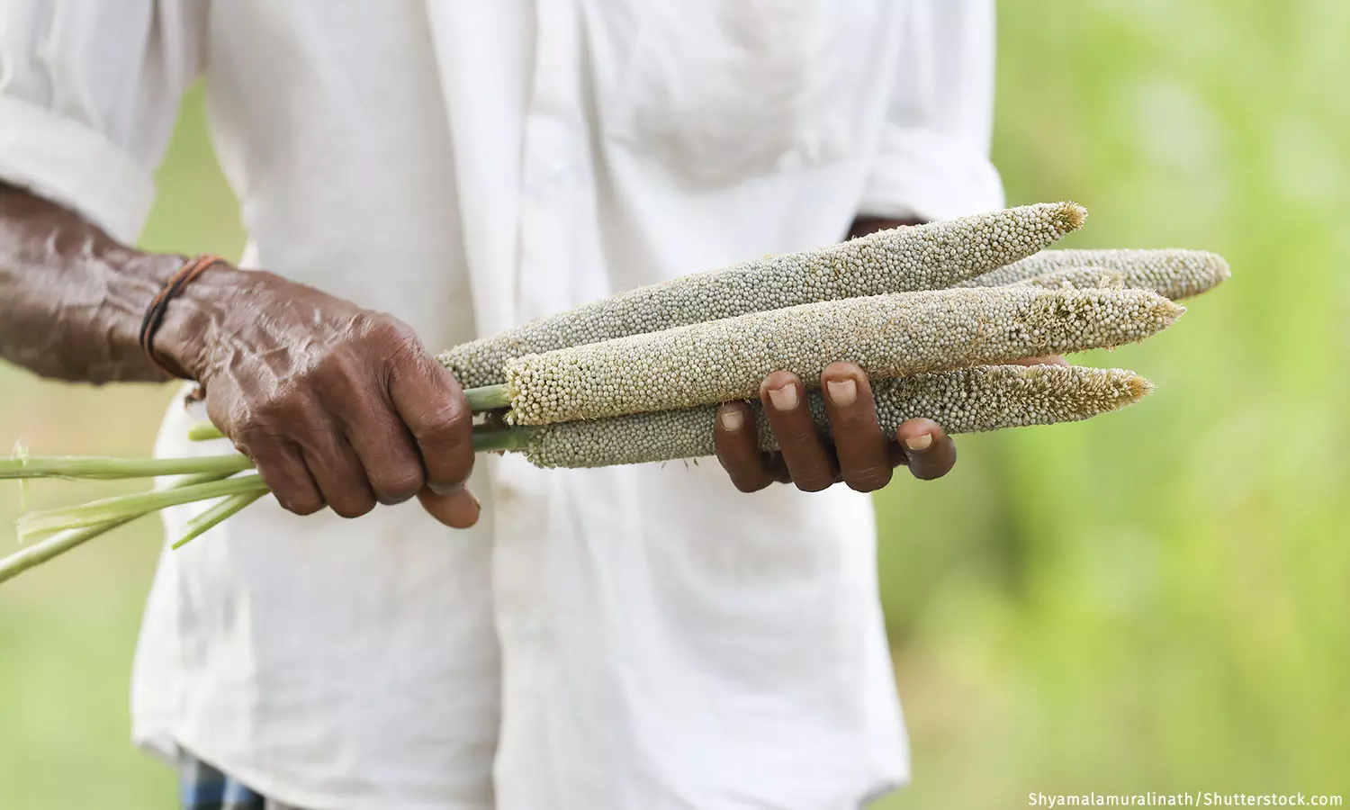 In 2023, Global Spotlight On Millets, Traditional To Many Indian Diets In 2023, Global Spotlight On Millets, Traditional To Many Indian Diets