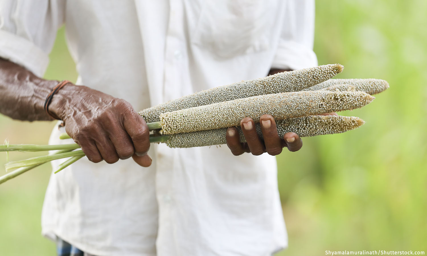In 2023 Global Spotlight On Millets Traditional To Many Indian Diets in-2023-global-spotlight-on-millets-traditional-to-many-indian-diets