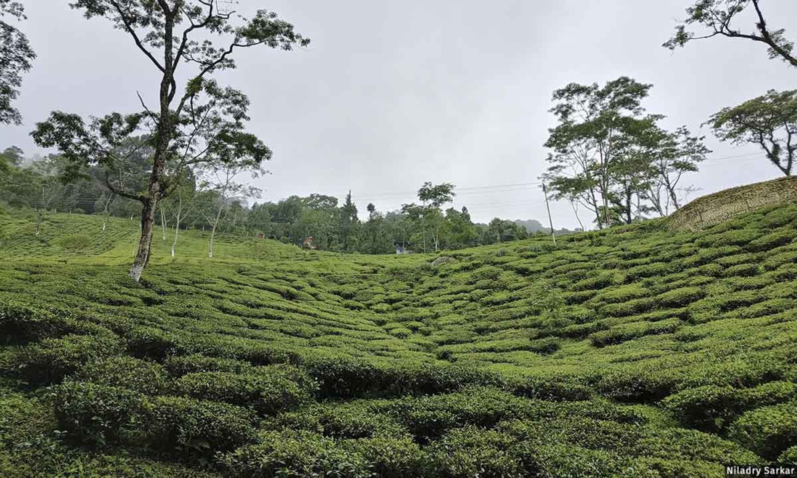 Climate Change, Competition From Cheaper Tea Imperil Darjeeling Tea Industry