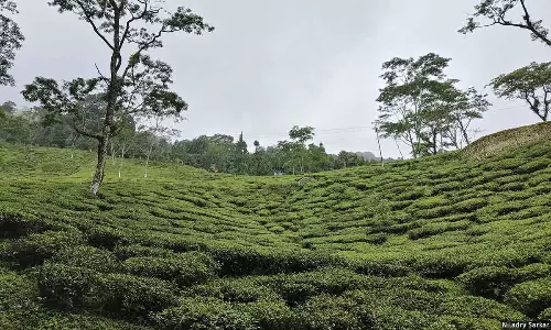 Climate Change, Competition From Cheaper Tea Imperil Darjeeling Tea Industry Climate Change, Competition From Cheaper Tea Imperil Darjeeling Tea Industry
