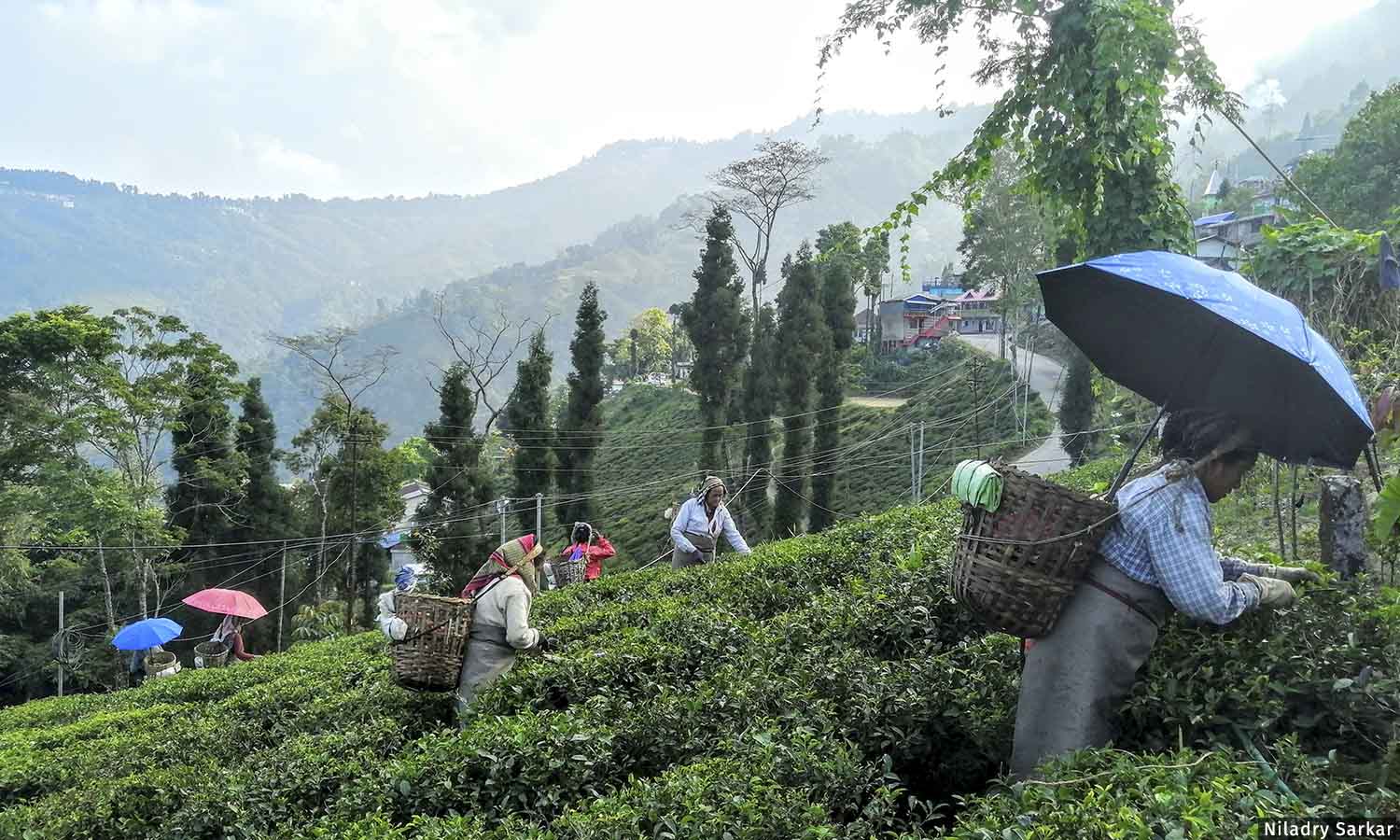 Tea garden workers of Terai on warpath against land bill Tea garden workers of Terai on warpath against land bill
