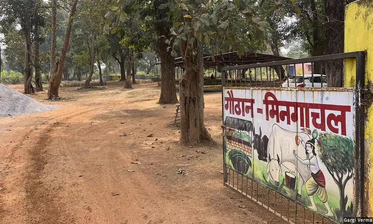 Experts Disagree On Chhattisgarhs Cow Dung Scheme As A Push Towards Natural Farming Experts Disagree On Chhattisgarhs Cow Dung Scheme As A Push Towards Natural Farming