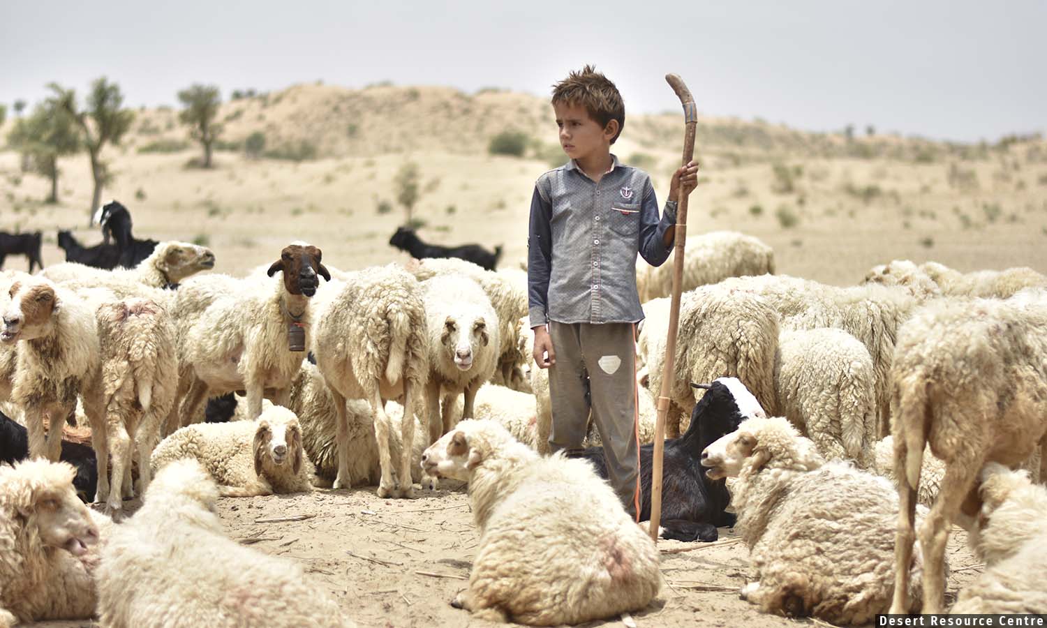 Rajasthan: India Counts Its Livestock, But Not The People Who Herd Them Rajasthan: India Counts Its Livestock, But Not The People Who Herd Them