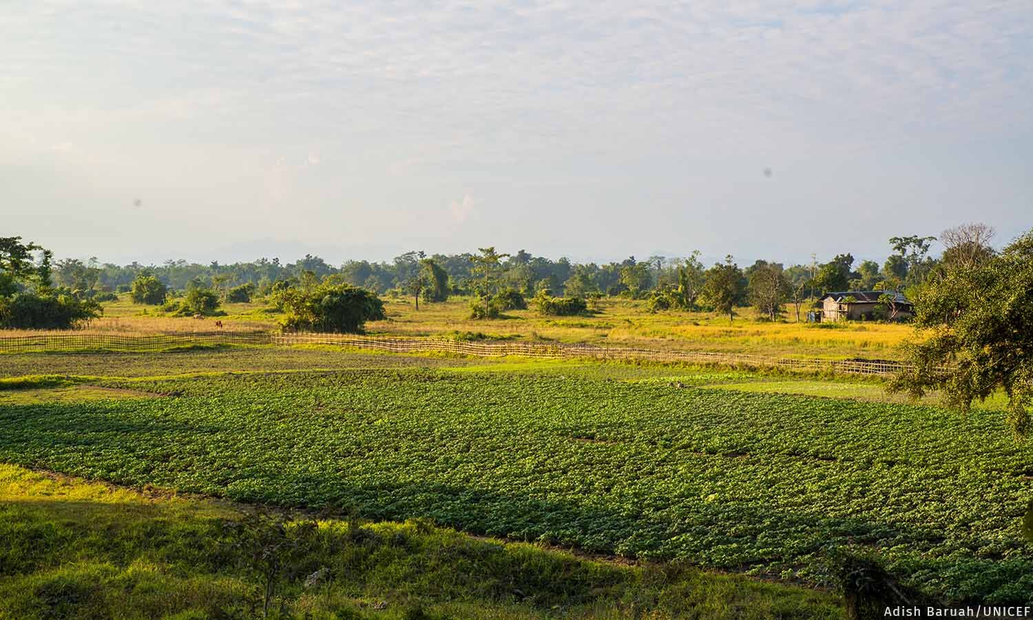 In Assam’s Dhemaji, Infrastructure Growth, Erratic Rains Shift Farming