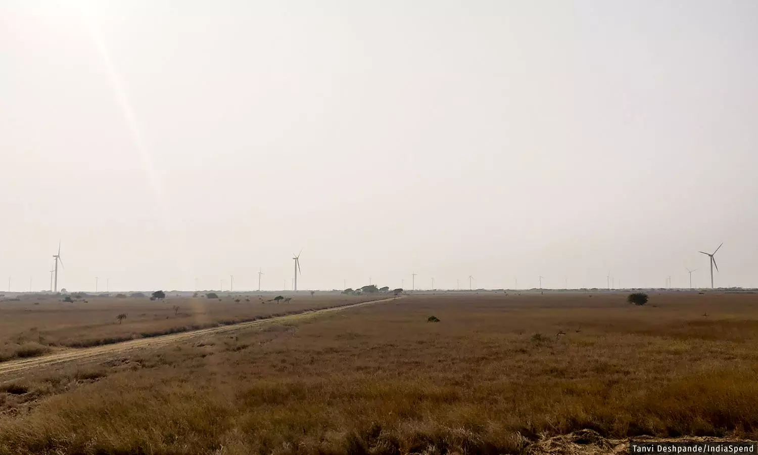 The Last Remaining Bustards Of Gujarat The Last Remaining Bustards Of Gujarat