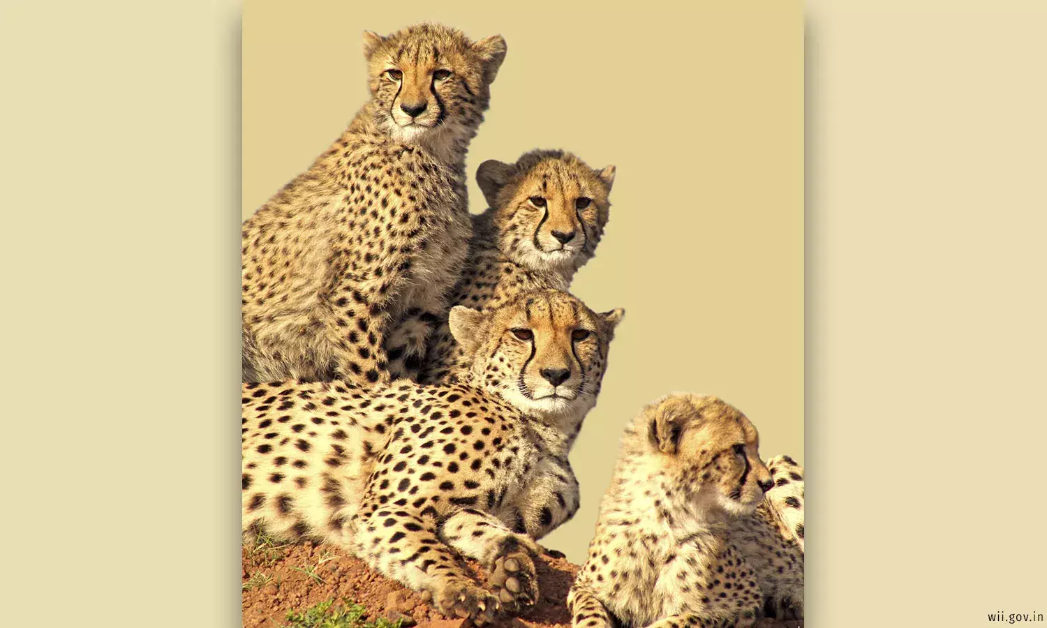 Deaths, ‘Runaways’, Space Crunch: Is India’s Cheetah Project On The Right Track? Deaths, ‘Runaways’, Space Crunch: Is India’s Cheetah Project On The Right Track?