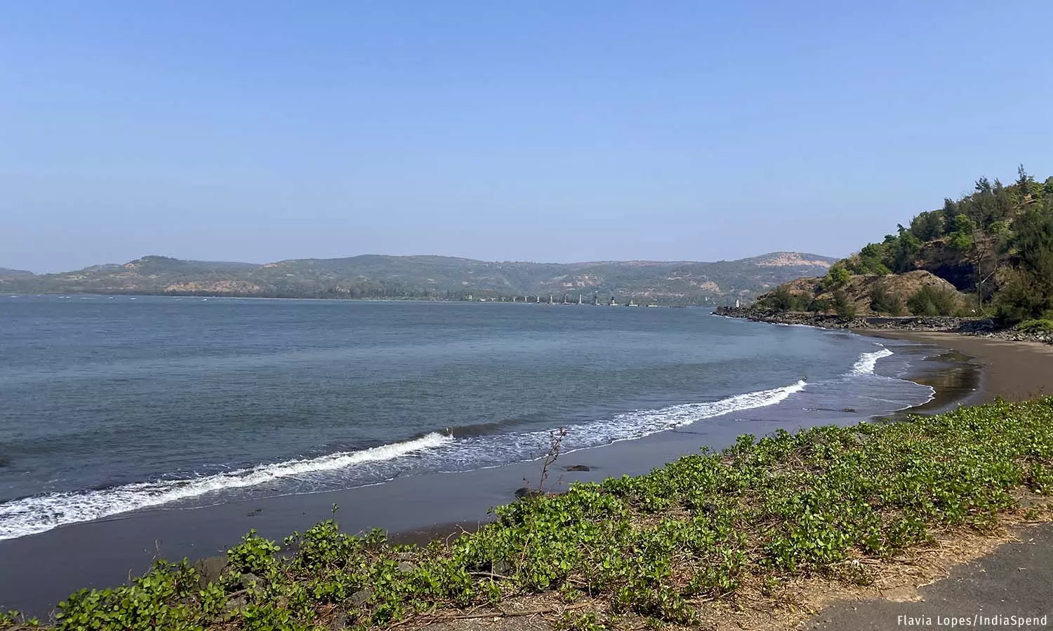 Against The Sea: Rising Sea Levels In Ratnagiri Turn Farm Lands Into Mangrove Forests Against The Sea: Rising Sea Levels In Ratnagiri Turn Farm Lands Into Mangrove Forests