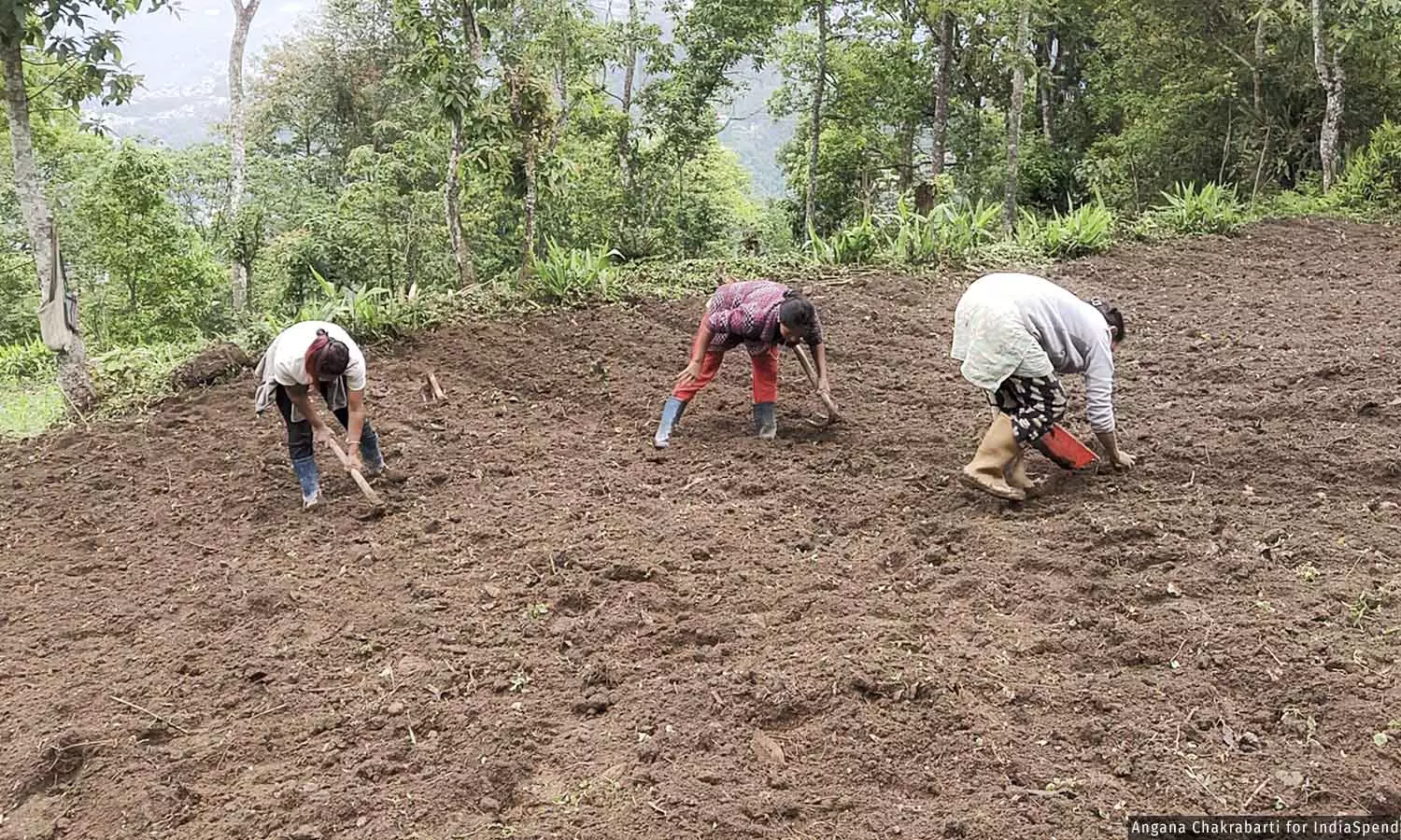 Why The Move To Organic Is Faltering In Sikkim, India’s First Fully Organic State Why The Move To Organic Is Faltering In Sikkim, India’s First Fully Organic State