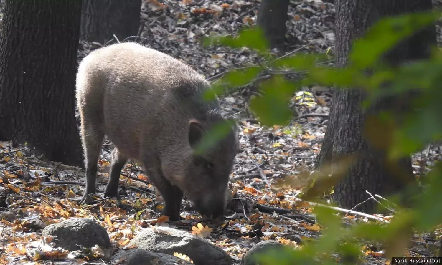 Climate Hotspot: Number Of Invasive Wild Boars Increase In A Hotter Kashmir Climate Hotspot: Number Of Invasive Wild Boars Increase In A Hotter Kashmir
