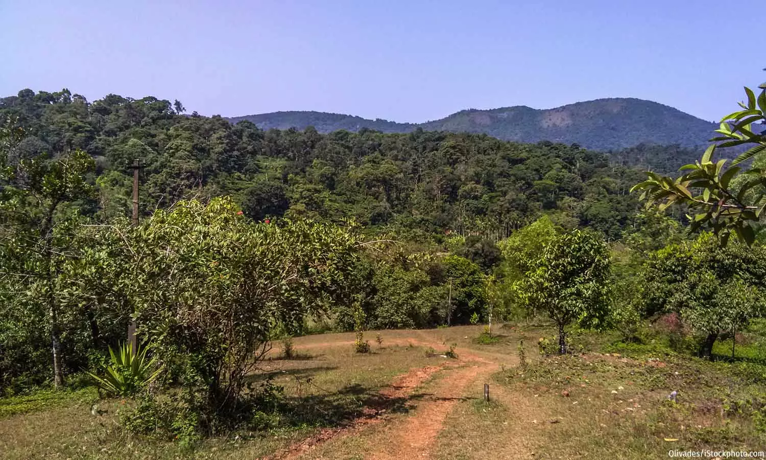 Climate Change, Erratic Monsoon Hit Kodagu’s Famed Coffee Plantations Climate Change, Erratic Monsoon Hit Kodagu’s Famed Coffee Plantations