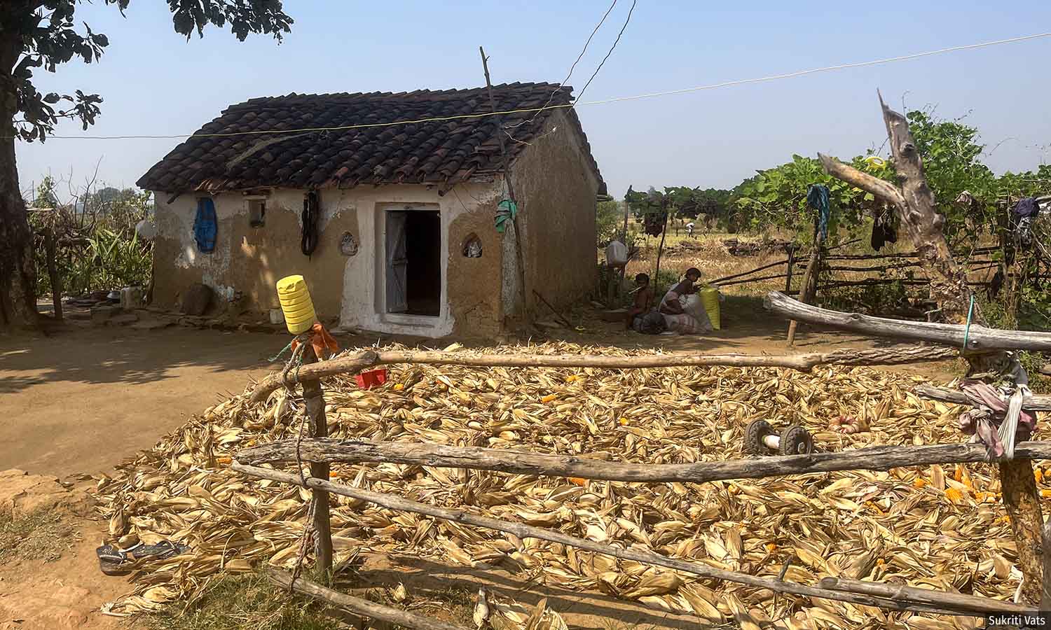 How MP Govt’s VanMitra Portal Threatens Tribal Rights Over Forest Land How MP Govt’s VanMitra Portal Threatens Tribal Rights Over Forest Land