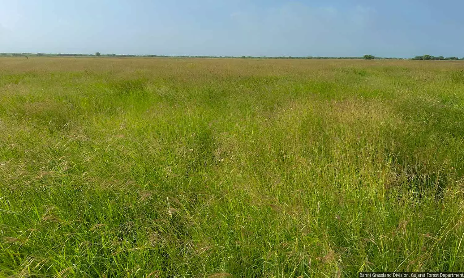 13,000 hectares of Banni Grasslands restored ahead of setting up Cheetah breeding center