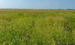 Banni Grassland Getting Restored, But Experts Demur