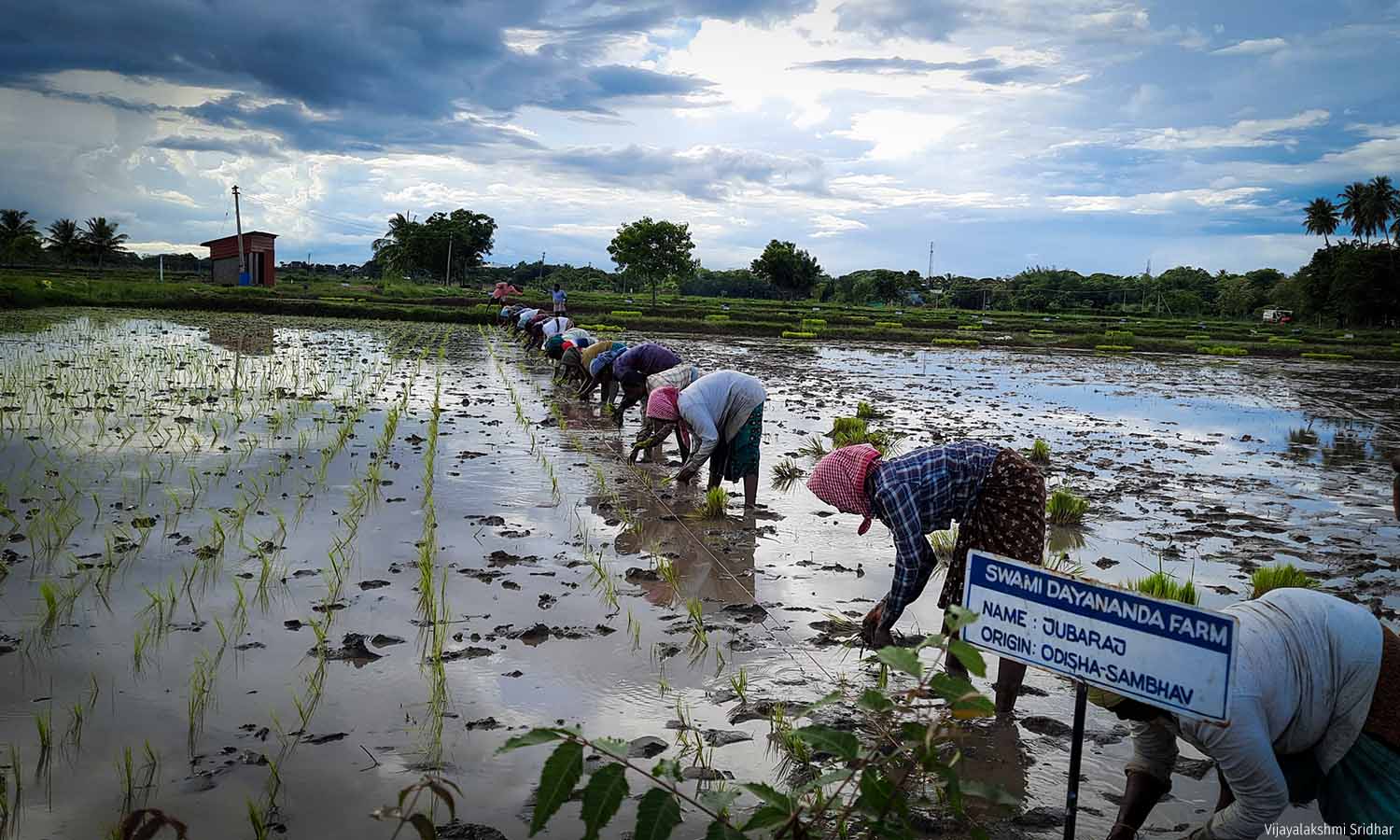 In Tamil Nadu’s RiceBowl, Changing Climate Pushes Farmers To Skip Summer Crop