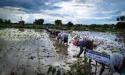 In Tamil Nadu’s Rice-Bowl, Changing Climate Pushes Farmers To Skip Summer Crop