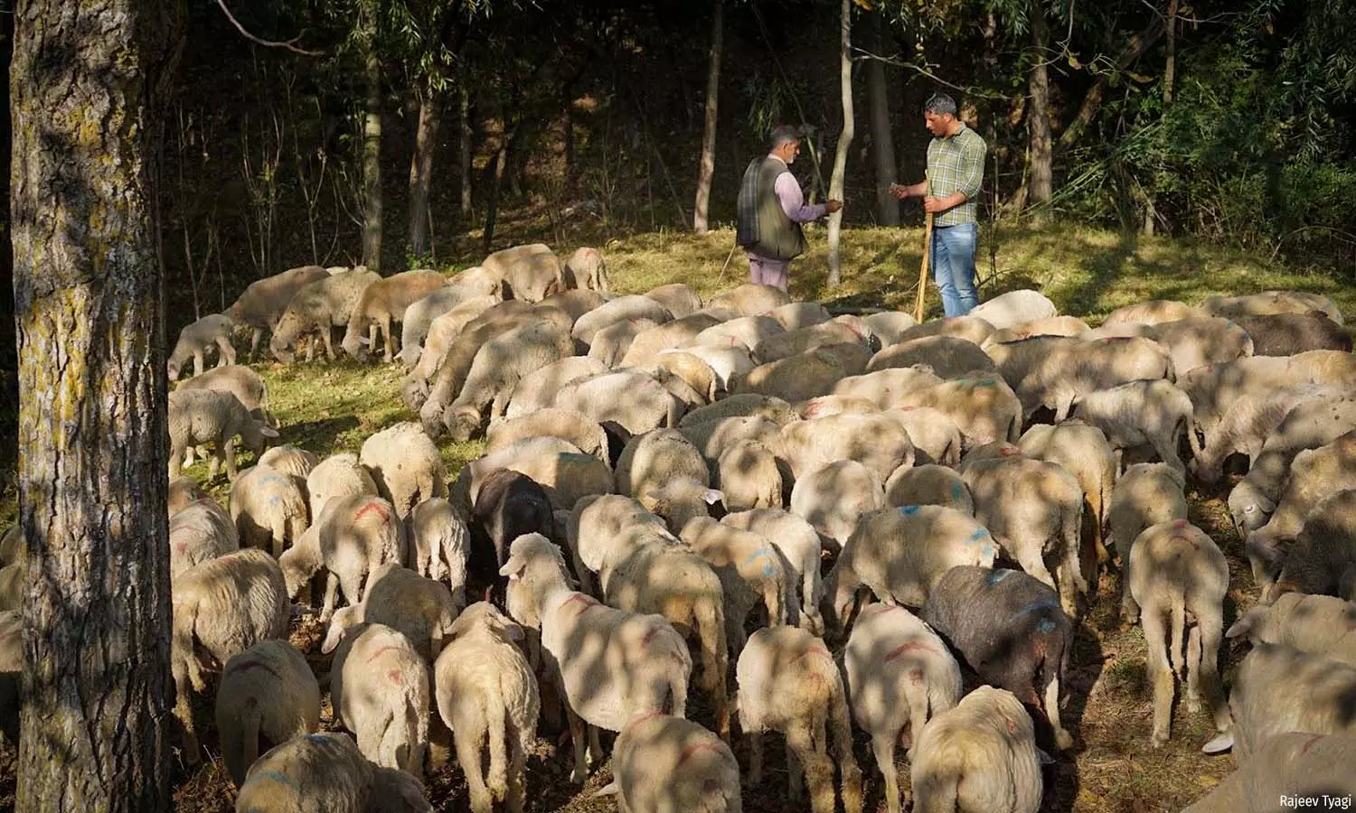 How Increasing Lightning Strikes Imperil J&K’s Pastoralist Communities How Increasing Lightning Strikes Imperil J&K’s Pastoralist Communities