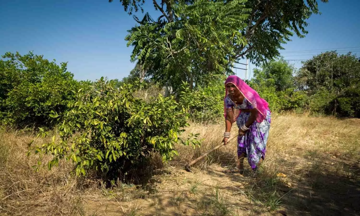 New Delhi: Twenty-seven years after the Supreme Court first directed states to identify and classify unique ecologies as “forests”, the Rajasthan 