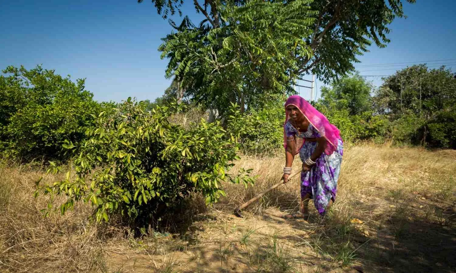 Why ‘Deemed Forest’ Tag For Rajasthan’s Orans May Not Save Them Why ‘Deemed Forest’ Tag For Rajasthan’s Orans May Not Save Them