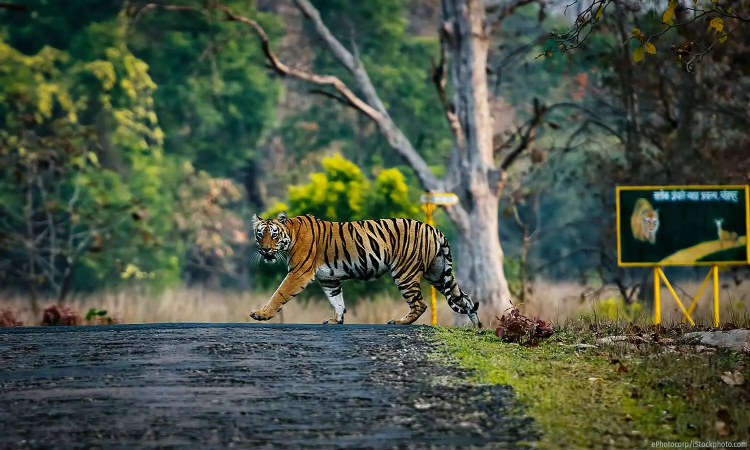 The Hidden Cost of India’s Tiger Reserves: Loss of Tribal Rights The Hidden Cost of India’s Tiger Reserves: Loss of Tribal Rights