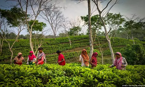 Inside The Brewing Healthcare Crisis of Assam’s Tea Garden Labourers Inside The Brewing Healthcare Crisis of Assam’s Tea Garden Labourers