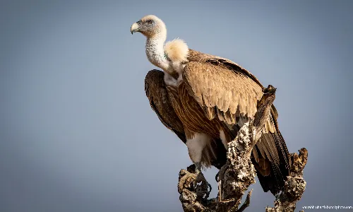 When Vultures Die, We Die When Vultures Die, We Die