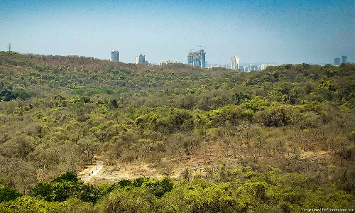 Thane-Borivali Tunnel: A Shortcut Through Mumbais Green Heart Thane-Borivali Tunnel: A Shortcut Through Mumbais Green Heart