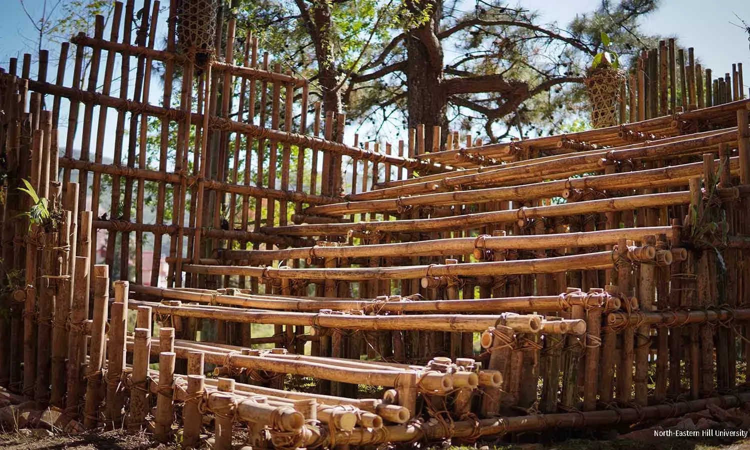 In Meghalaya, Traditional Knowledge Inspires A ‘Living’ Staircase In Meghalaya, Traditional Knowledge Inspires A ‘Living’ Staircase