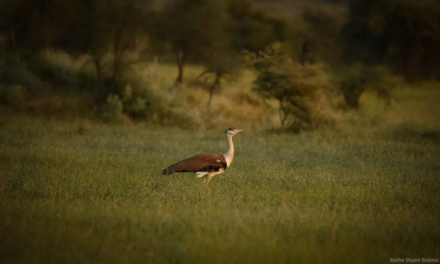 Green Vs Green: The Great Indian Bustard’s Continued Struggle For Survival Green Vs Green: The Great Indian Bustard’s Continued Struggle For Survival