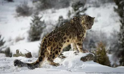Stray Dogs and Climate Change Threaten Ladakh’s Snow Leopards Stray Dogs and Climate Change Threaten Ladakh’s Snow Leopards