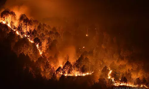 Rising Forest Fires Could Hinder India’s Green Cover Ambitions Rising Forest Fires Could Hinder India’s Green Cover Ambitions