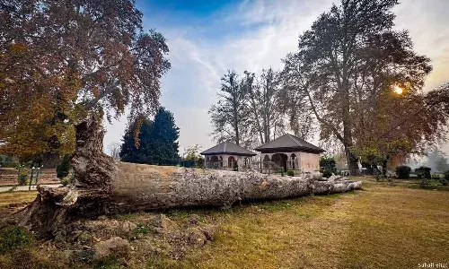 Kashmir’s Iconic Chinar Trees are Disappearing Kashmir’s Iconic Chinar Trees are Disappearing